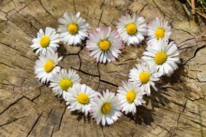 Rezept für Gänseblümchen Gesichtswasser