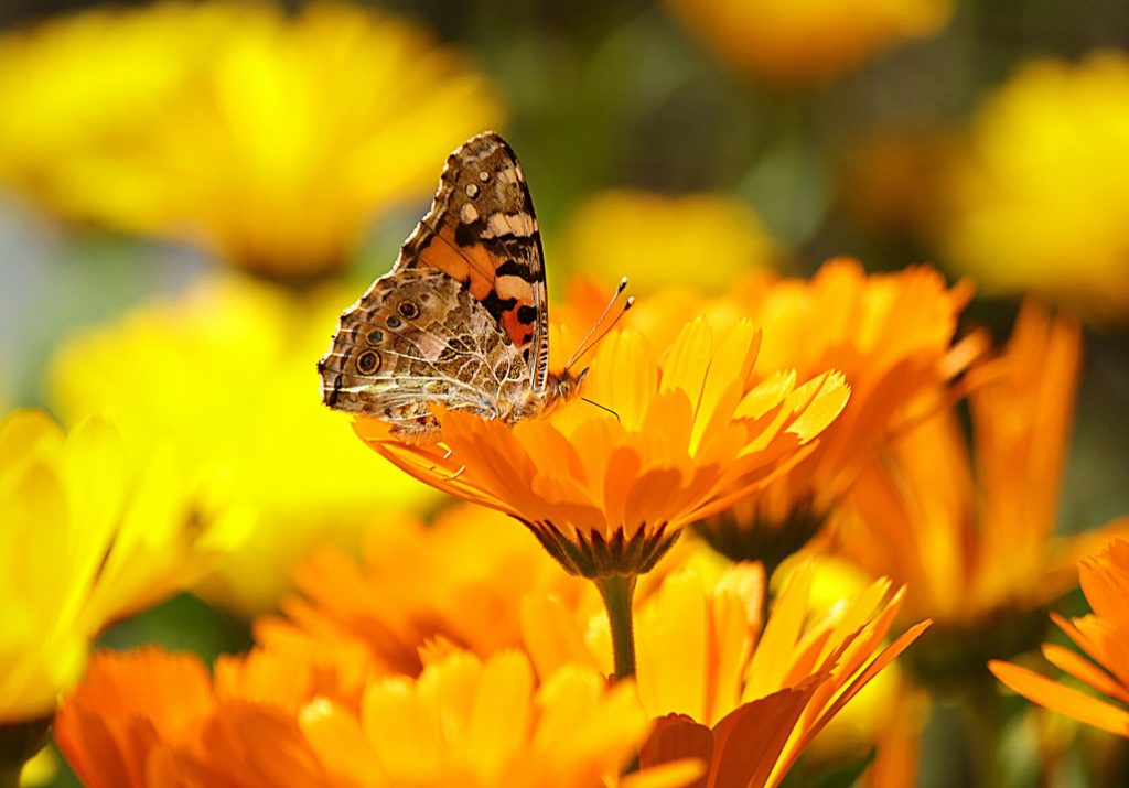 Naturnaher Garten