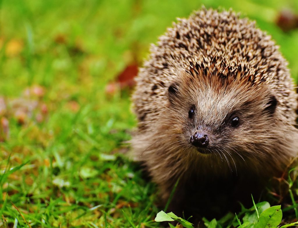 Biogarten Igel