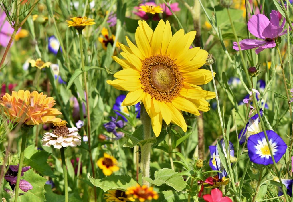 Naturnaher Garten
