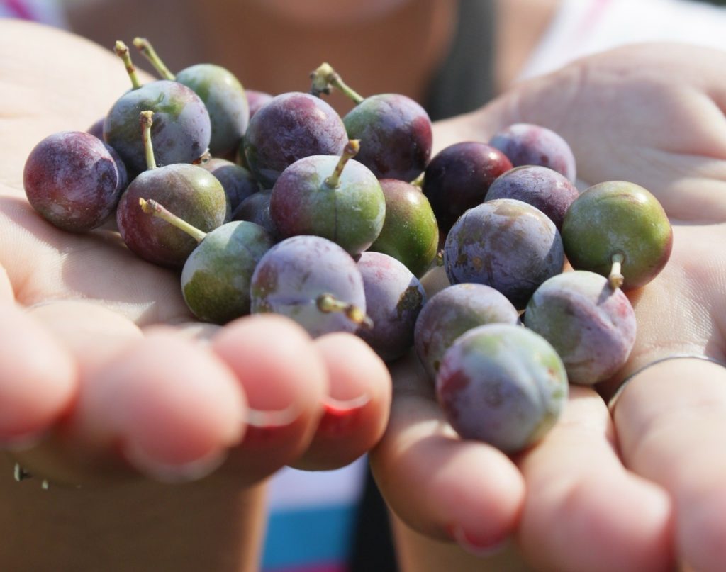 Schlehenlikör nach Omas Rezept mit Rotwein - Lecker und einfach