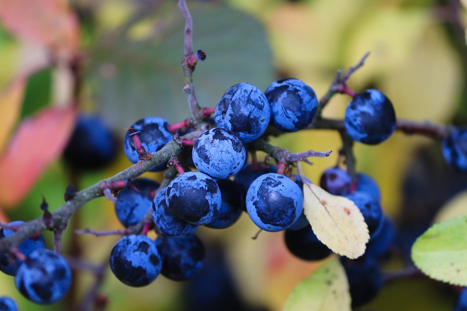 Schlehenlikör nach Omas Rezept mit Rotwein - Lecker und einfach