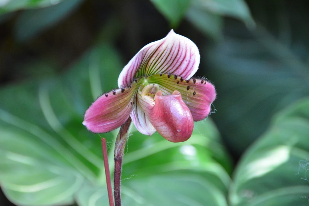 Singapur Orchidee