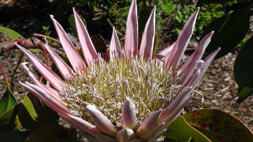 Botanischer Garten Kirstenbosch
