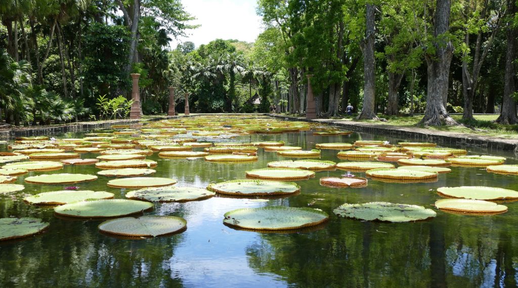 Botanischer Garten Mauritius