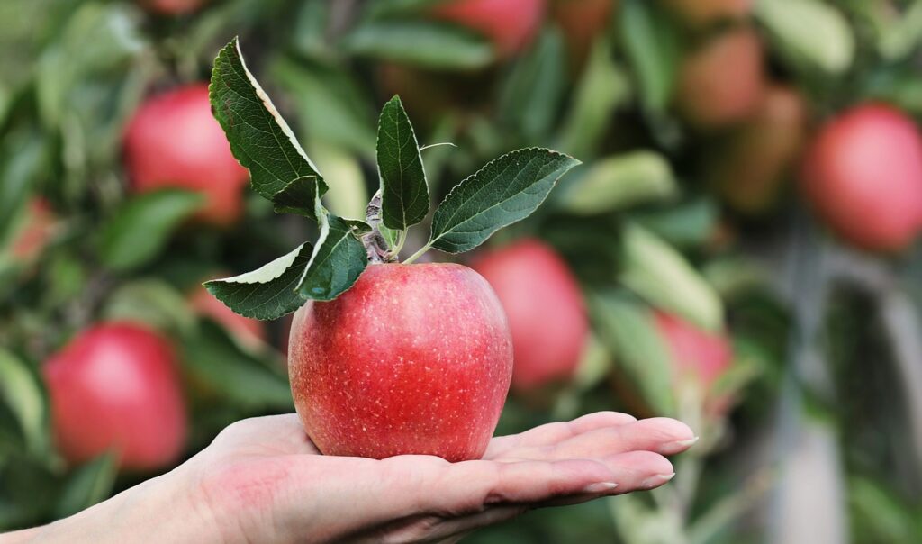 Ernährungsplan erstellen