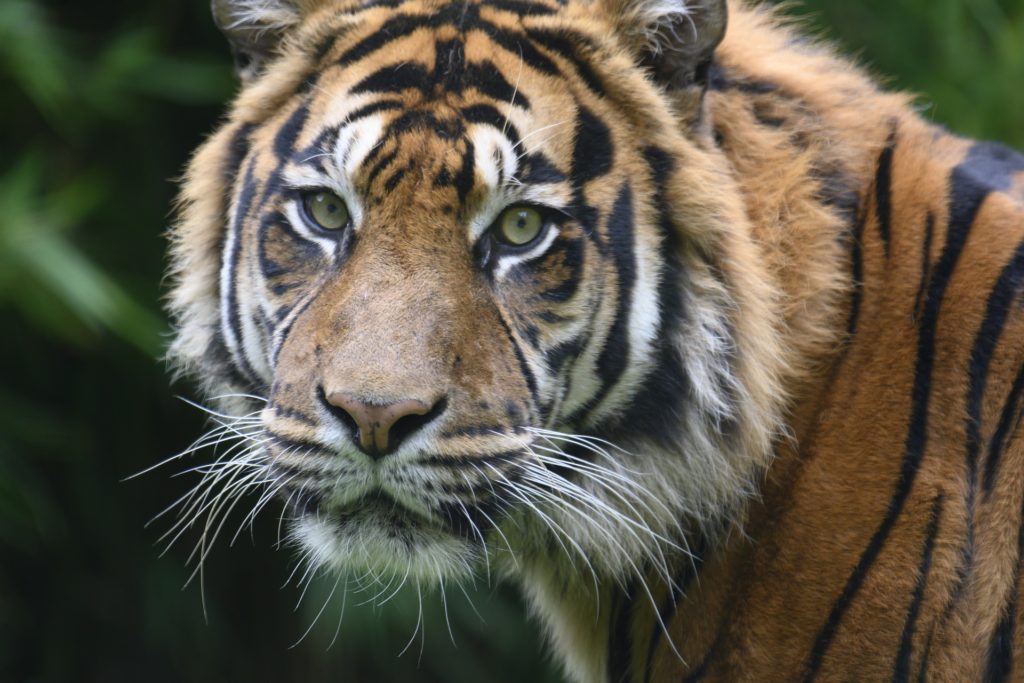 Singapur Nacht Zoo