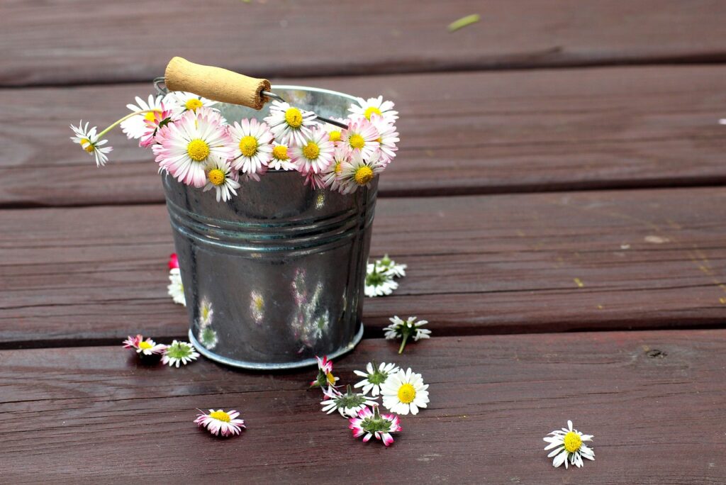 Rezept für Gänseblümchen