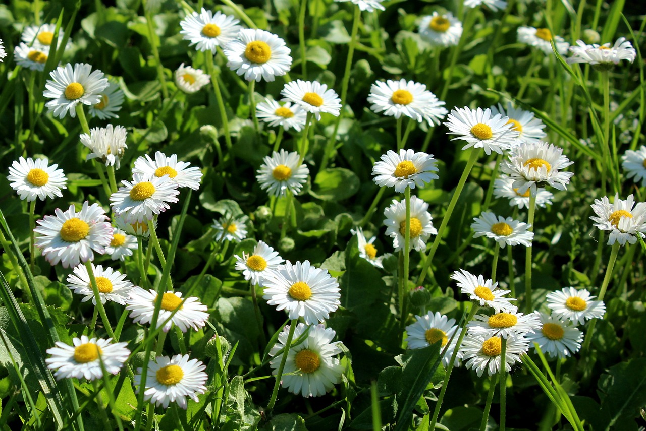 Rezept für Gänseblümchen -Gesichtswasser und -Tee