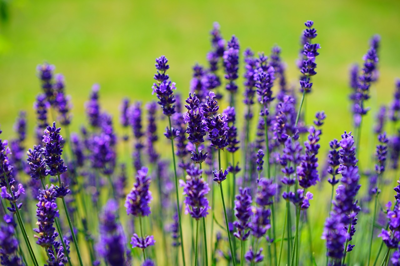 Lavendel: Verwendung, Lavendel als Heilpflanze und ein Rezept, um Lavendelöl selber zu machen