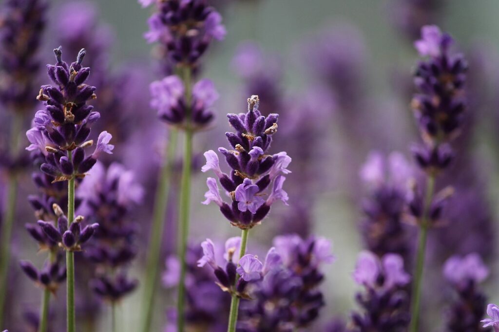 lavendel Kekse