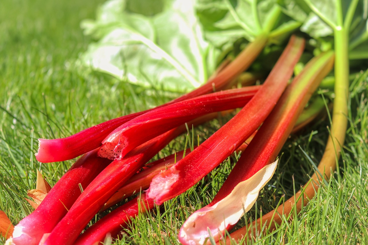 Rhabarber Rezepte und warum Rhabarber so gesund und lecker ist