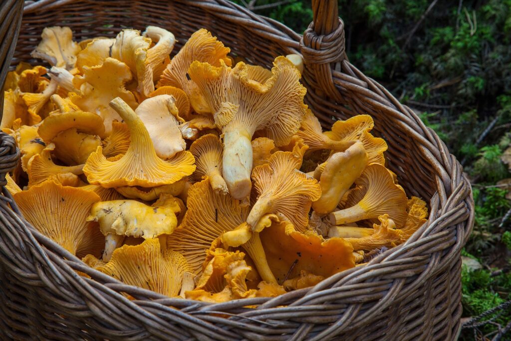 Pfifferlinge rezepte