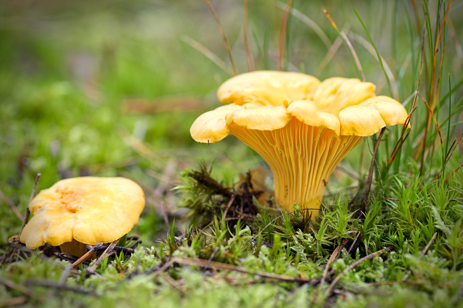pfifferlinge-saison-und-pfifferlinge-rezepte-golefanio-gut-und-gesund
