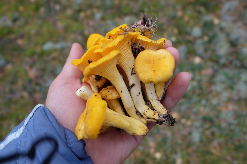 Pfifferlinge saison