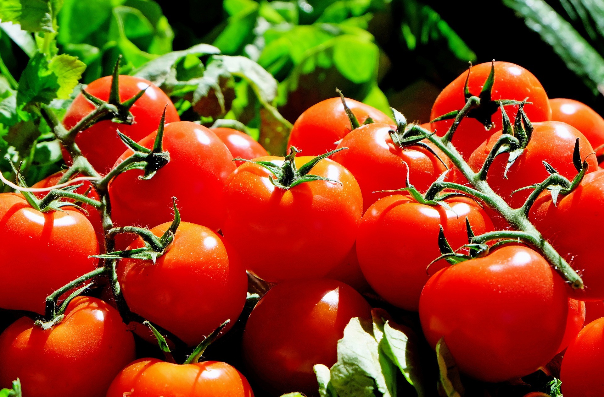 11 Tomaten Rezepte – hole dir den Sommer auf den Teller