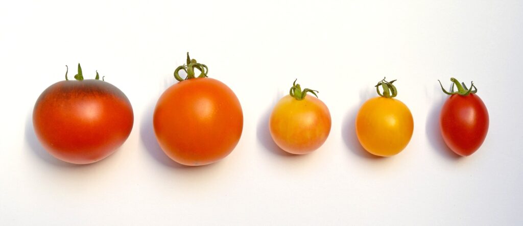 getrocknete Tomaten
